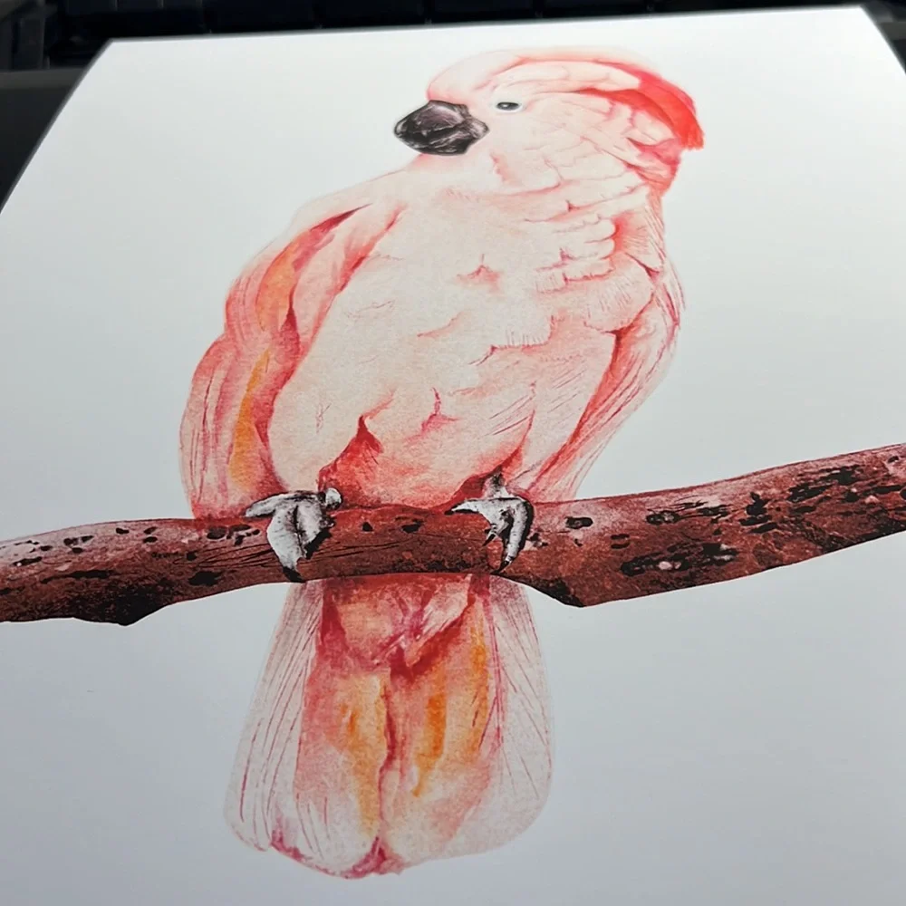 Wall Art Tropical Bird Portrait Print Unframed - Picture 11 of 15